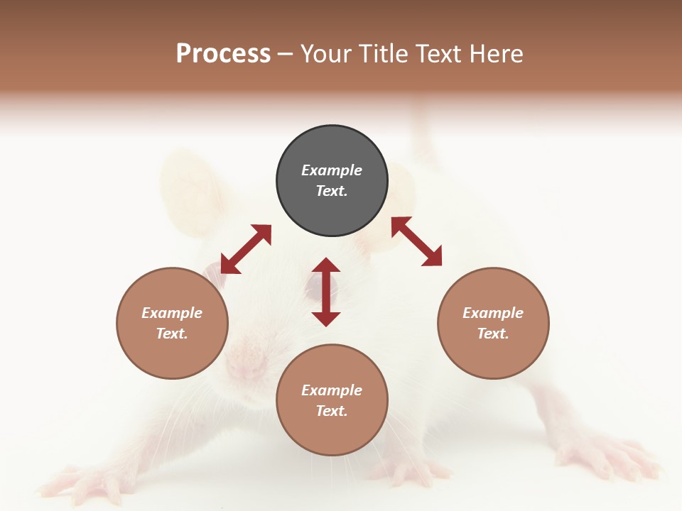 Rat PowerPoint Template