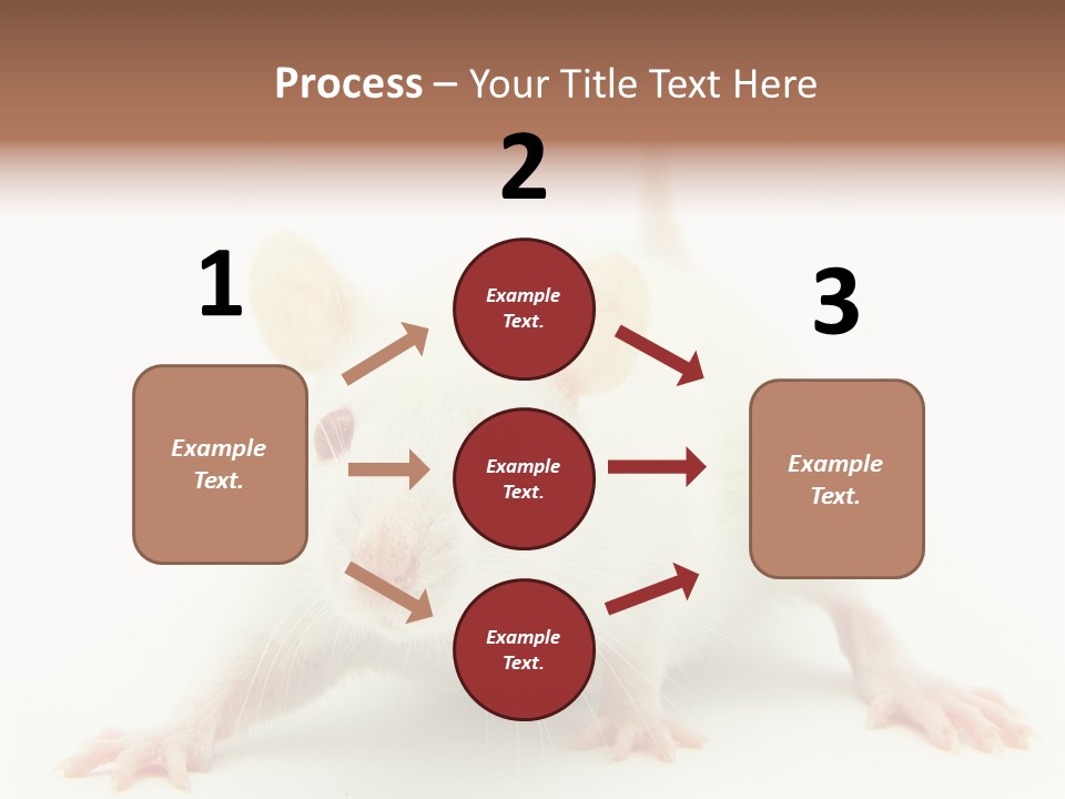 Rat PowerPoint Template