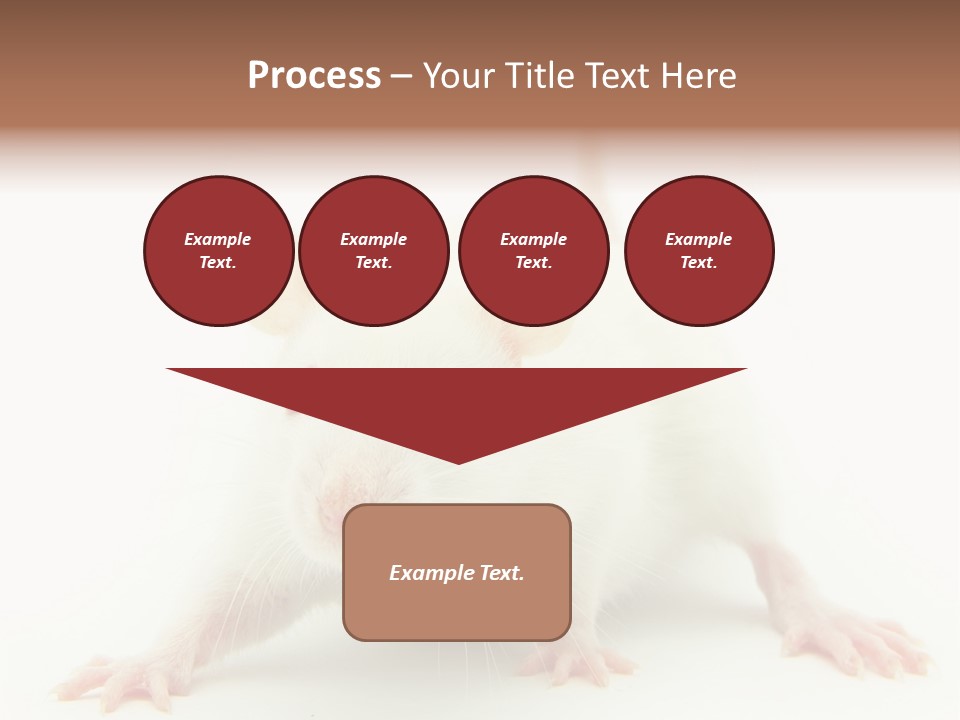 Rat PowerPoint Template
