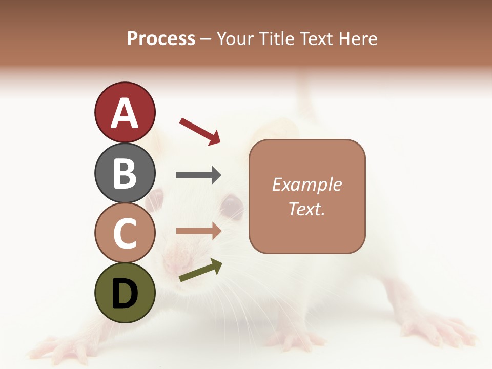 Rat PowerPoint Template