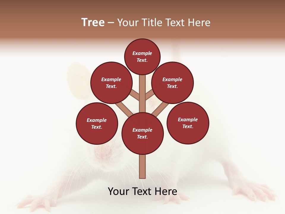 Rat PowerPoint Template