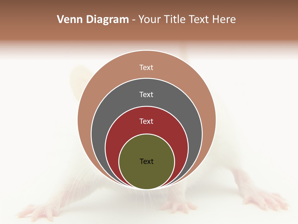 Rat PowerPoint Template