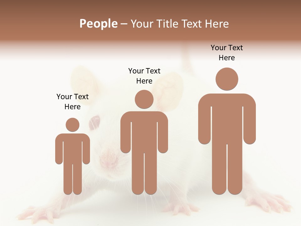 Rat PowerPoint Template