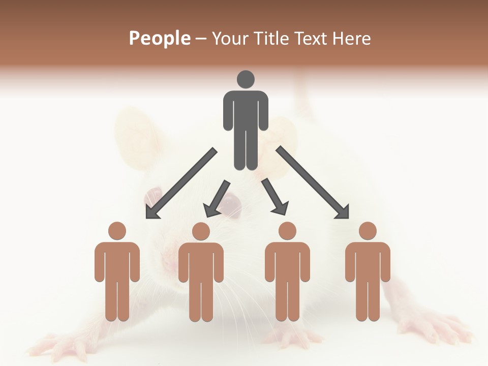 Rat PowerPoint Template