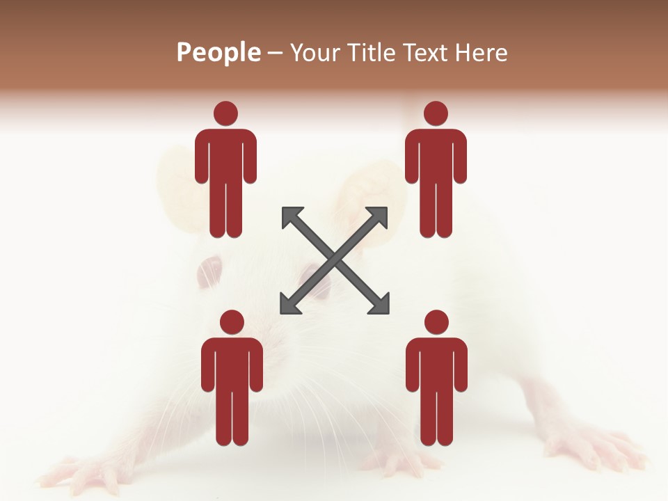 Rat PowerPoint Template