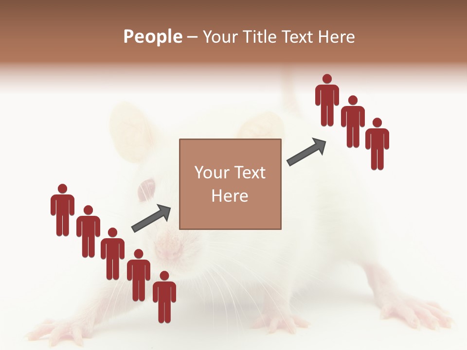 Rat PowerPoint Template