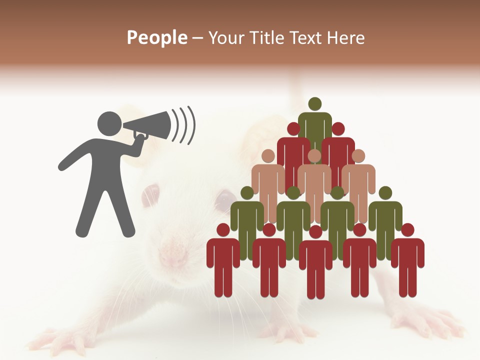 Rat PowerPoint Template