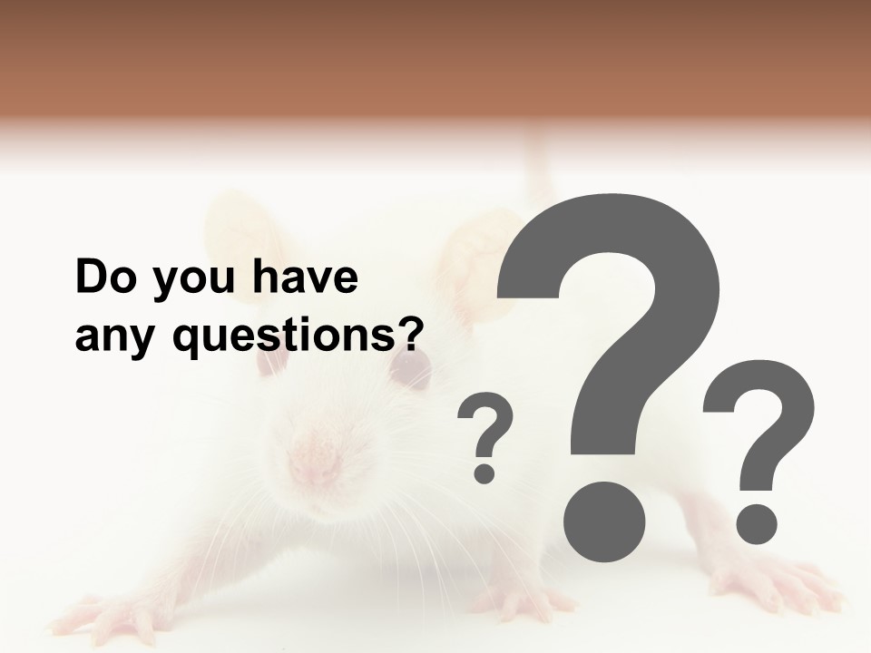 Rat PowerPoint Template