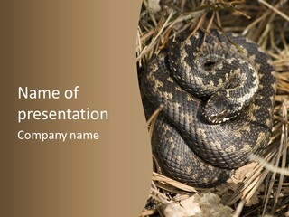Adder Wound Into A Ball PowerPoint Template