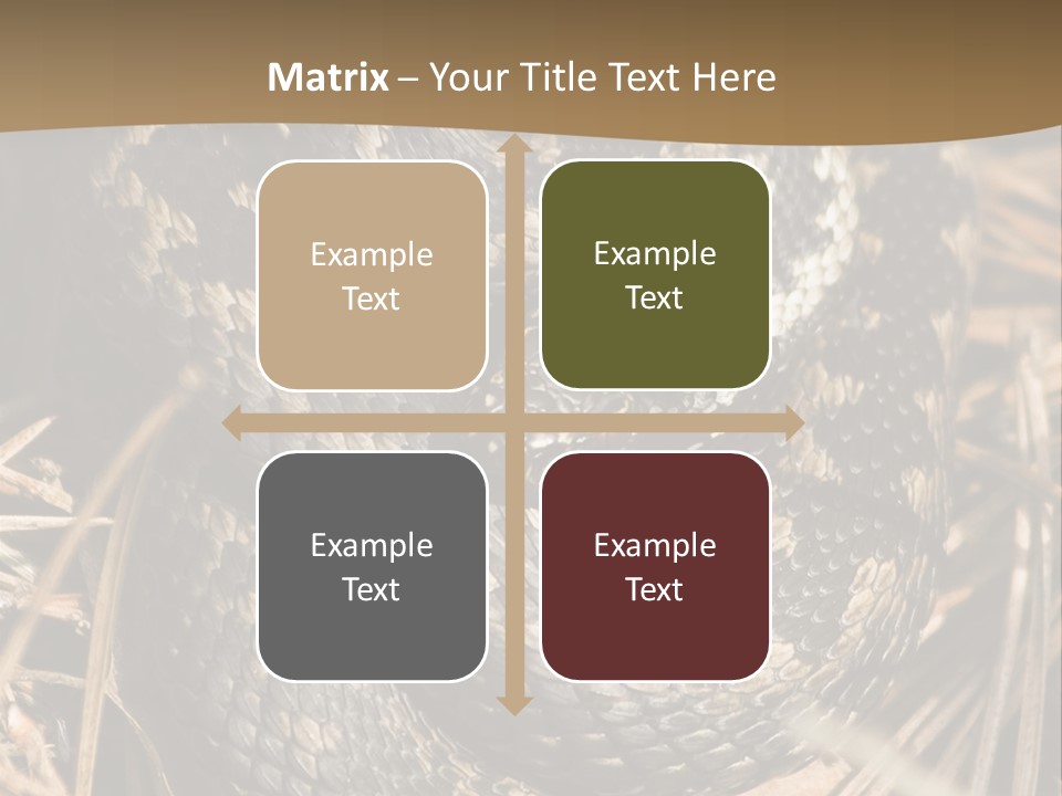 Adder Wound Into A Ball PowerPoint Template