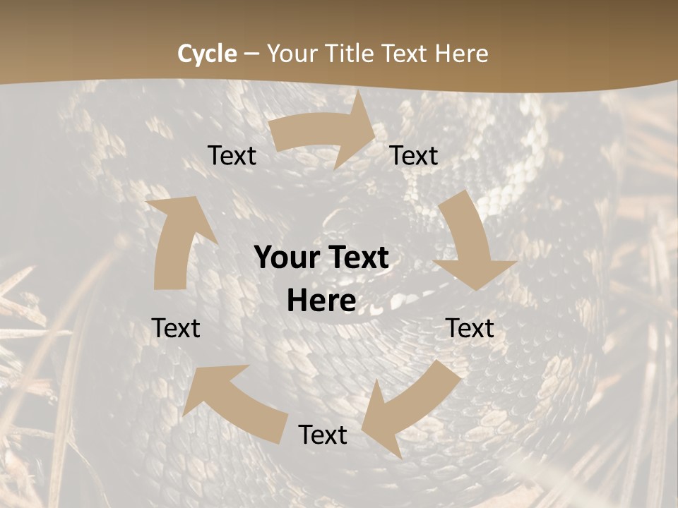 Adder Wound Into A Ball PowerPoint Template