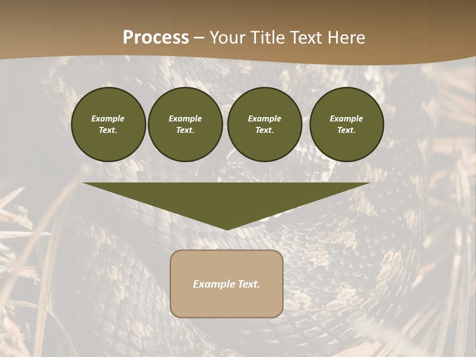 Adder Wound Into A Ball PowerPoint Template