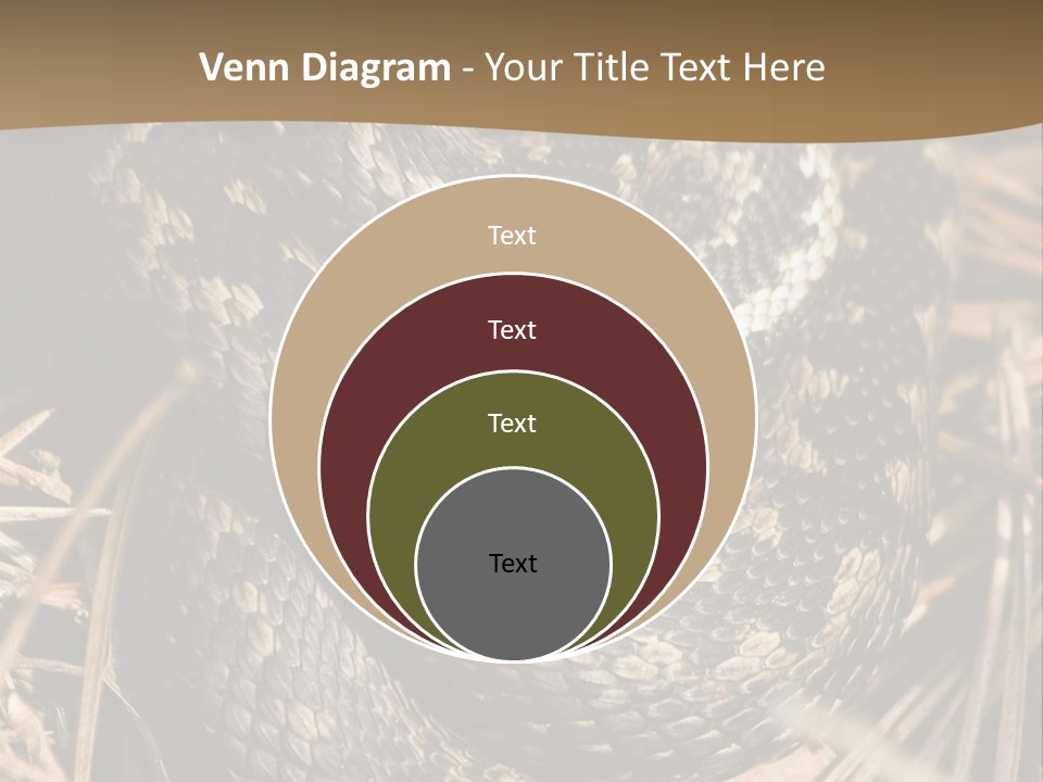 Adder Wound Into A Ball PowerPoint Template
