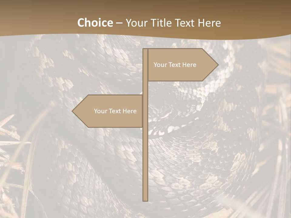 Adder Wound Into A Ball PowerPoint Template