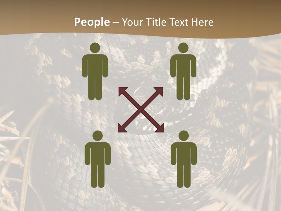 Adder Wound Into A Ball PowerPoint Template