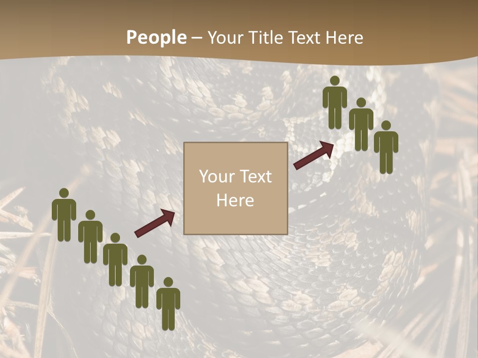 Adder Wound Into A Ball PowerPoint Template