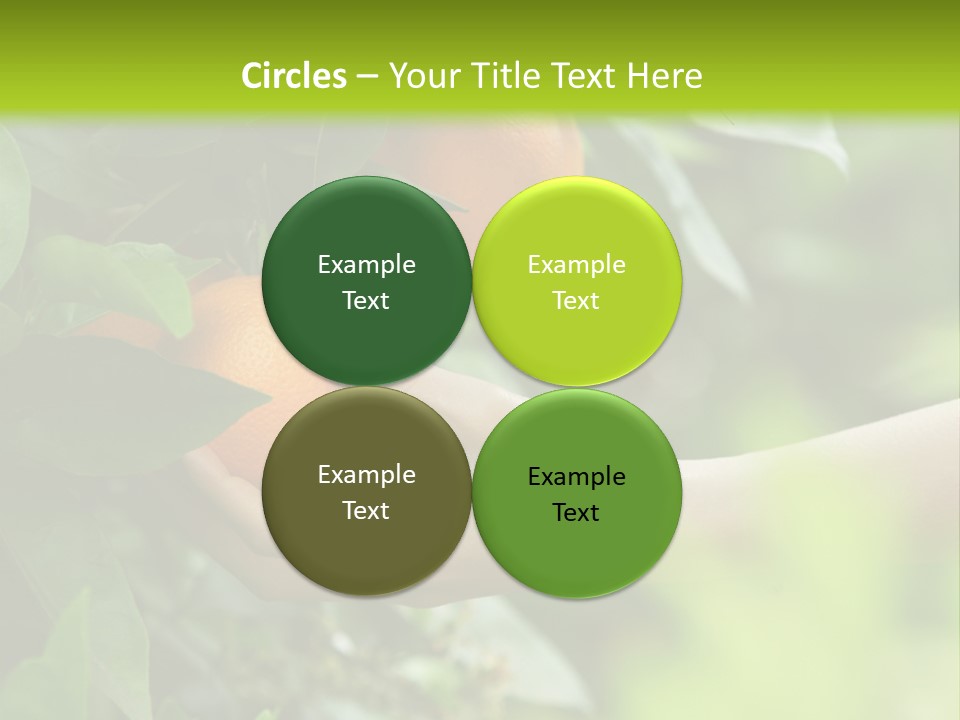 Magnolia Flowers PowerPoint Template