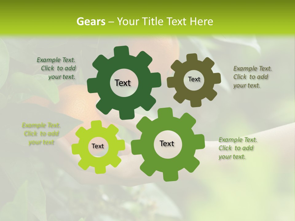 Magnolia Flowers PowerPoint Template