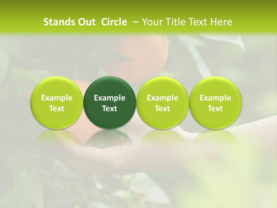 Magnolia Flowers PowerPoint Template