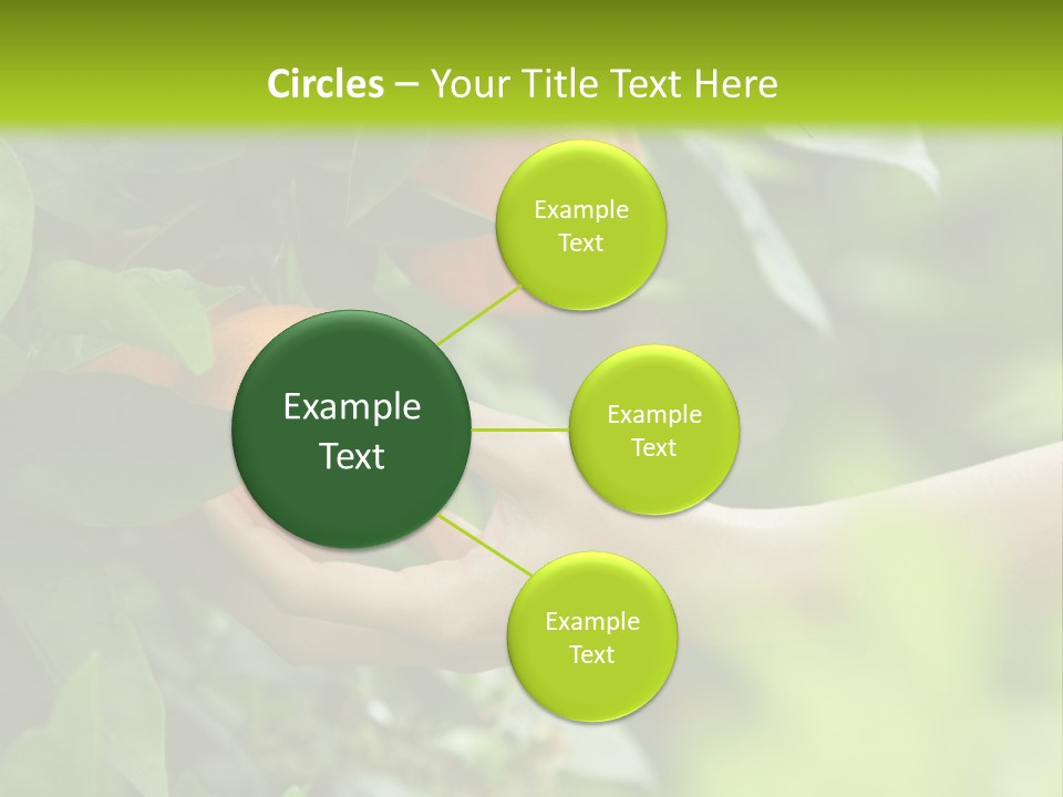 Magnolia Flowers PowerPoint Template