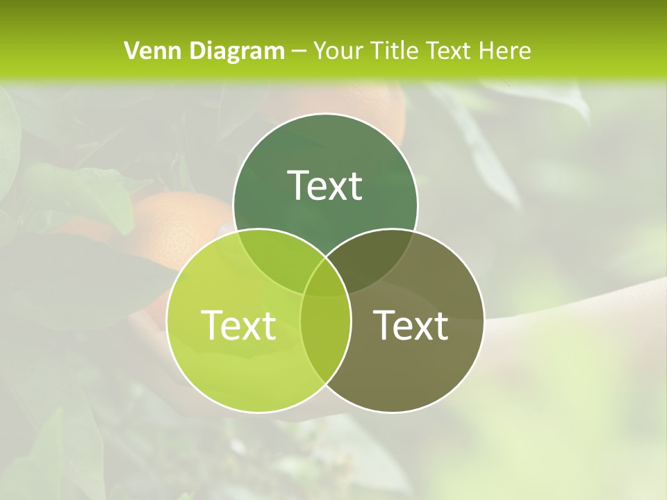 Magnolia Flowers PowerPoint Template