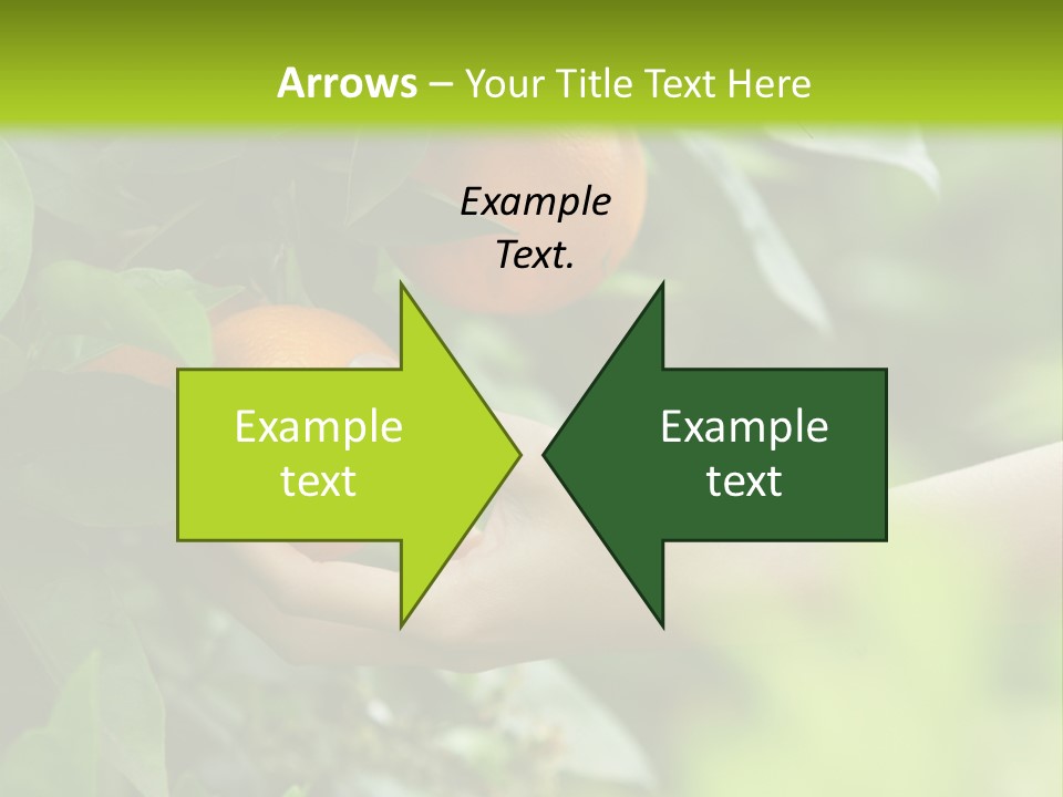 Magnolia Flowers PowerPoint Template