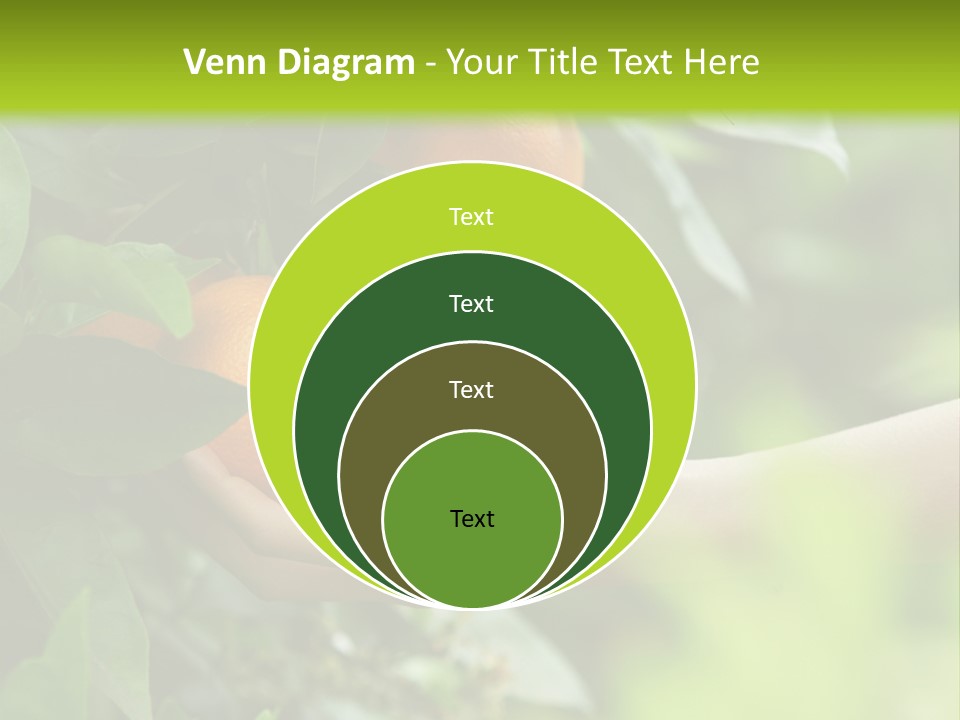 Magnolia Flowers PowerPoint Template