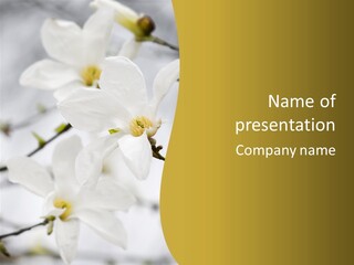 Magnolia Flowers PowerPoint Template