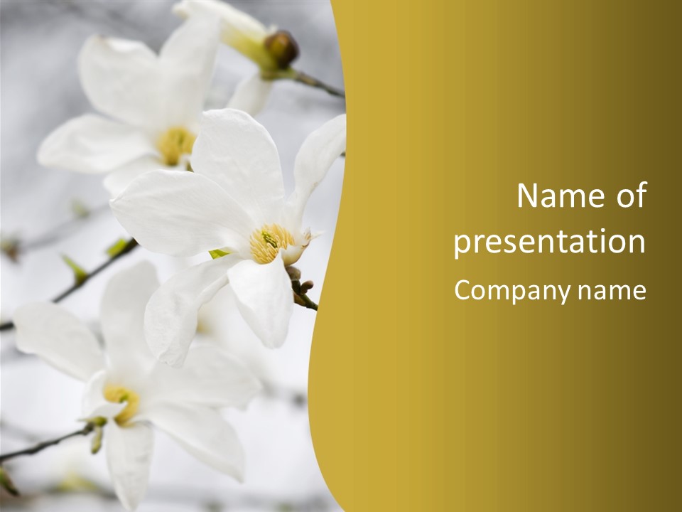 Magnolia Flowers PowerPoint Template