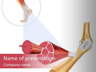 A Picture Of A Human Leg With Muscles Highlighted PowerPoint Template