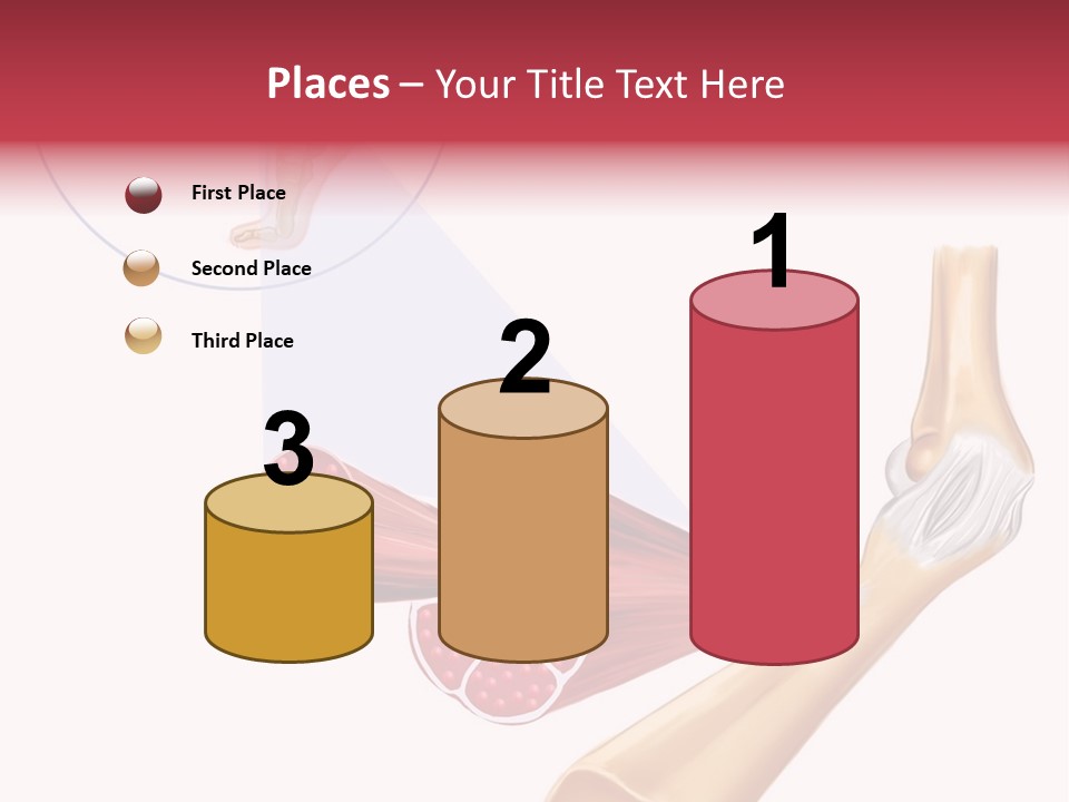 A Picture Of A Human Leg With Muscles Highlighted PowerPoint Template