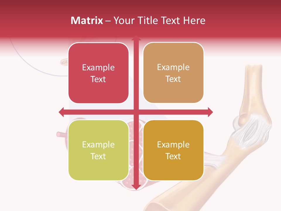 A Picture Of A Human Leg With Muscles Highlighted PowerPoint Template