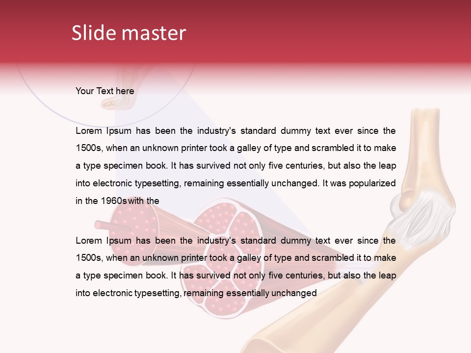 A Picture Of A Human Leg With Muscles Highlighted PowerPoint Template