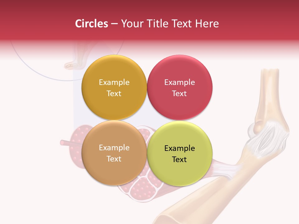 A Picture Of A Human Leg With Muscles Highlighted PowerPoint Template