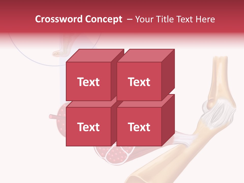 A Picture Of A Human Leg With Muscles Highlighted PowerPoint Template