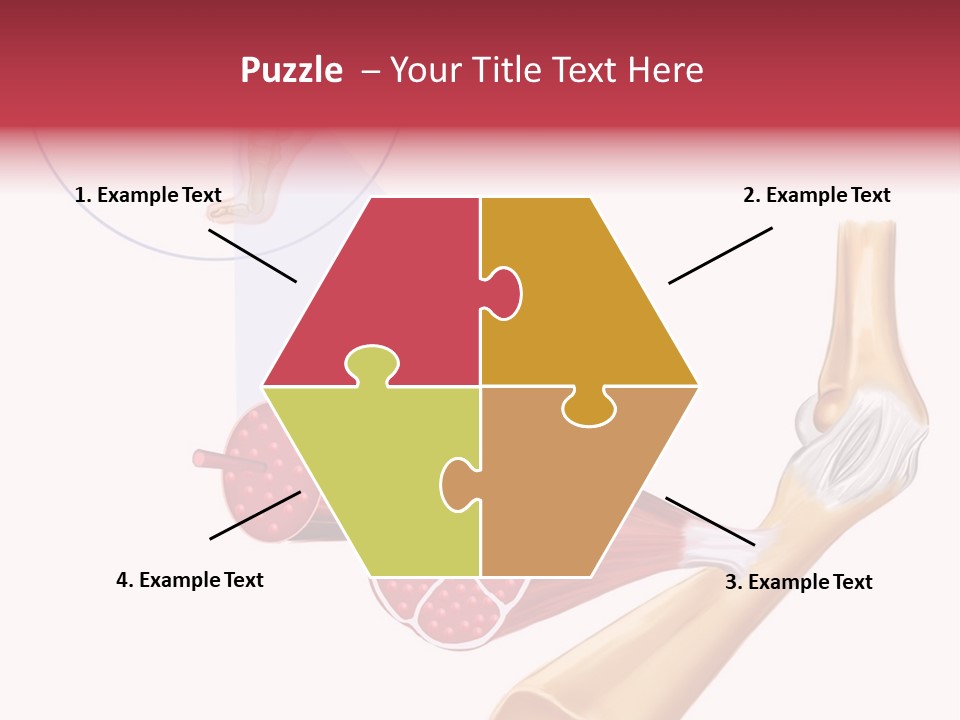 A Picture Of A Human Leg With Muscles Highlighted PowerPoint Template