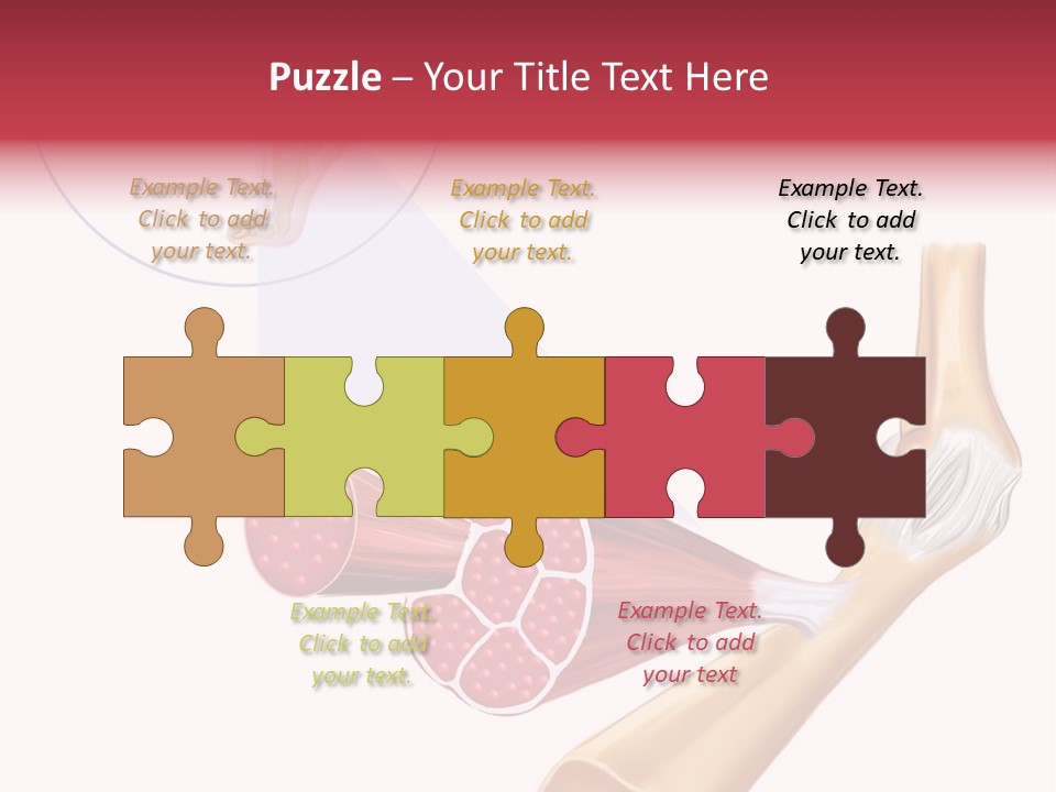 A Picture Of A Human Leg With Muscles Highlighted PowerPoint Template