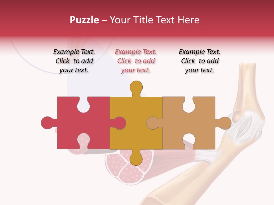 A Picture Of A Human Leg With Muscles Highlighted PowerPoint Template