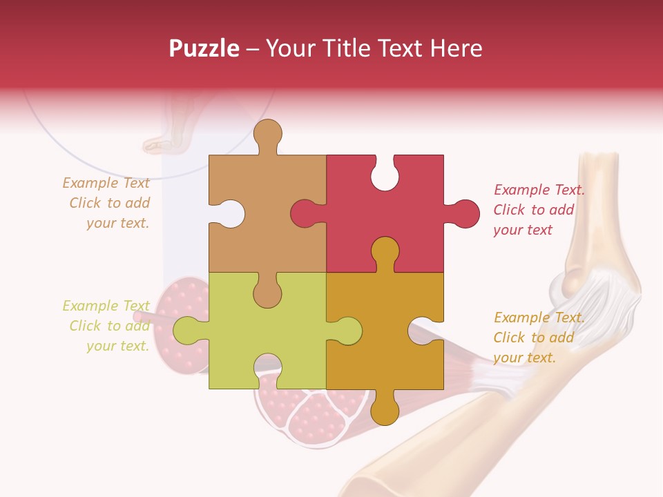 A Picture Of A Human Leg With Muscles Highlighted PowerPoint Template