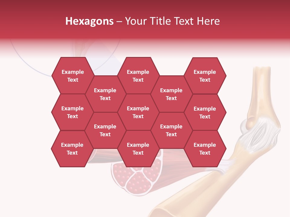 A Picture Of A Human Leg With Muscles Highlighted PowerPoint Template