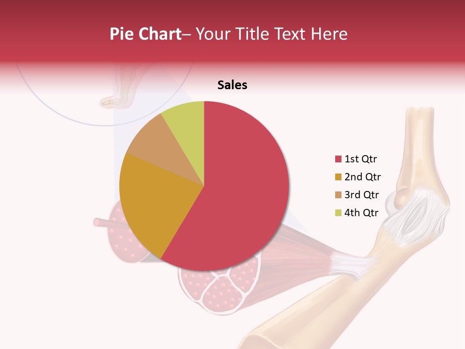 A Picture Of A Human Leg With Muscles Highlighted PowerPoint Template