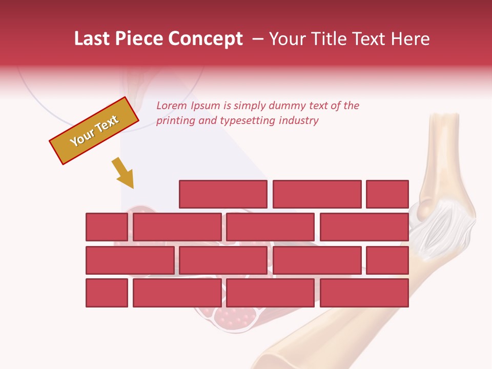 A Picture Of A Human Leg With Muscles Highlighted PowerPoint Template