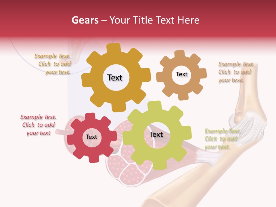 A Picture Of A Human Leg With Muscles Highlighted PowerPoint Template