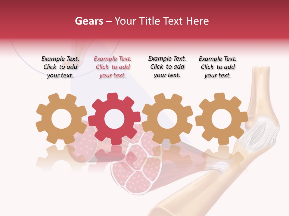 A Picture Of A Human Leg With Muscles Highlighted PowerPoint Template