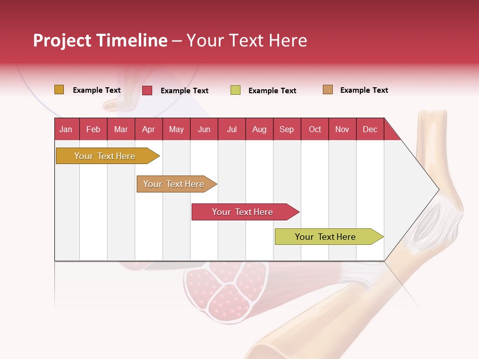A Picture Of A Human Leg With Muscles Highlighted PowerPoint Template