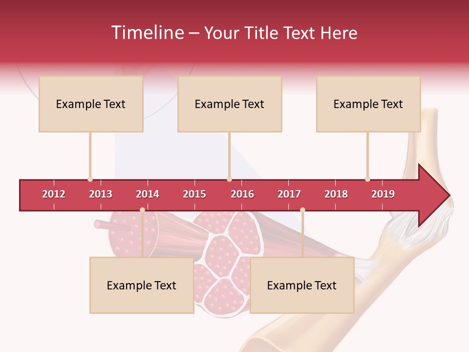 A Picture Of A Human Leg With Muscles Highlighted PowerPoint Template