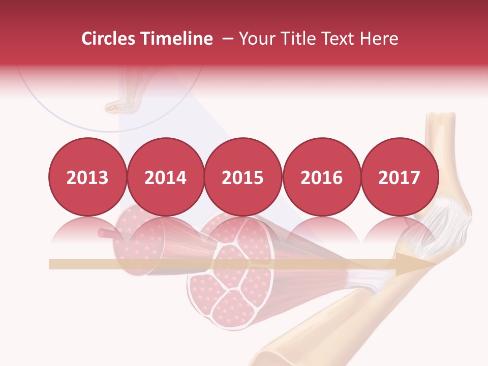 A Picture Of A Human Leg With Muscles Highlighted PowerPoint Template