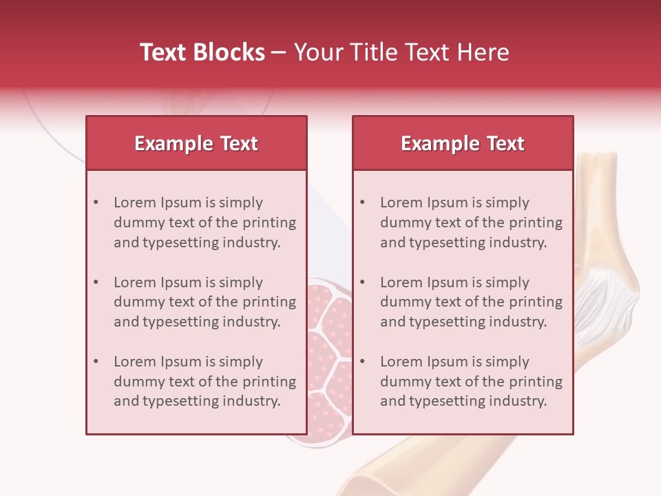 A Picture Of A Human Leg With Muscles Highlighted PowerPoint Template