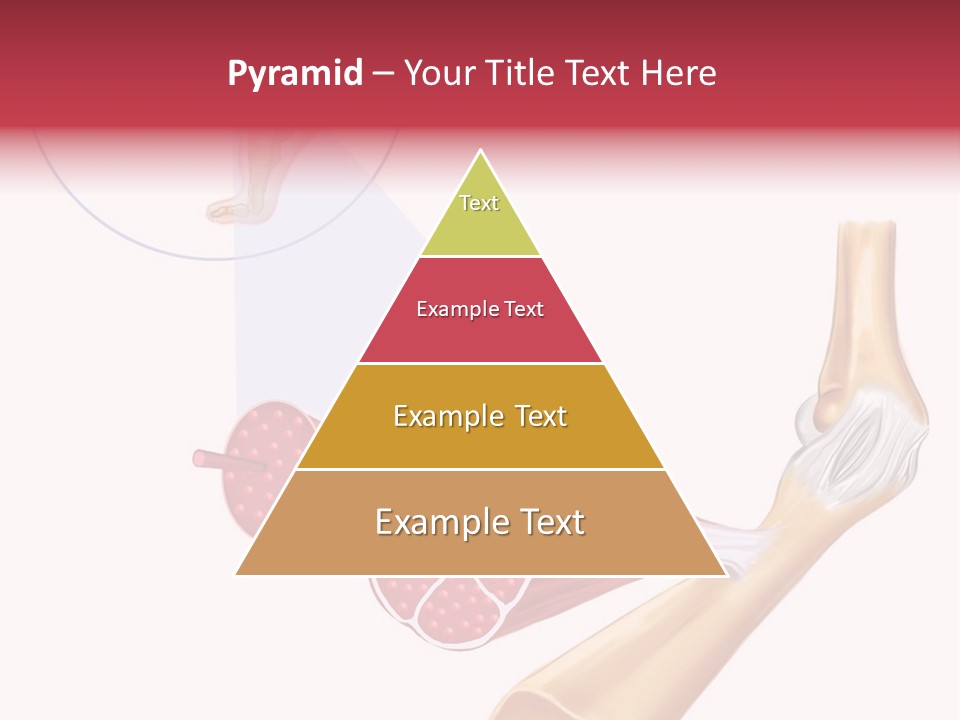 A Picture Of A Human Leg With Muscles Highlighted PowerPoint Template