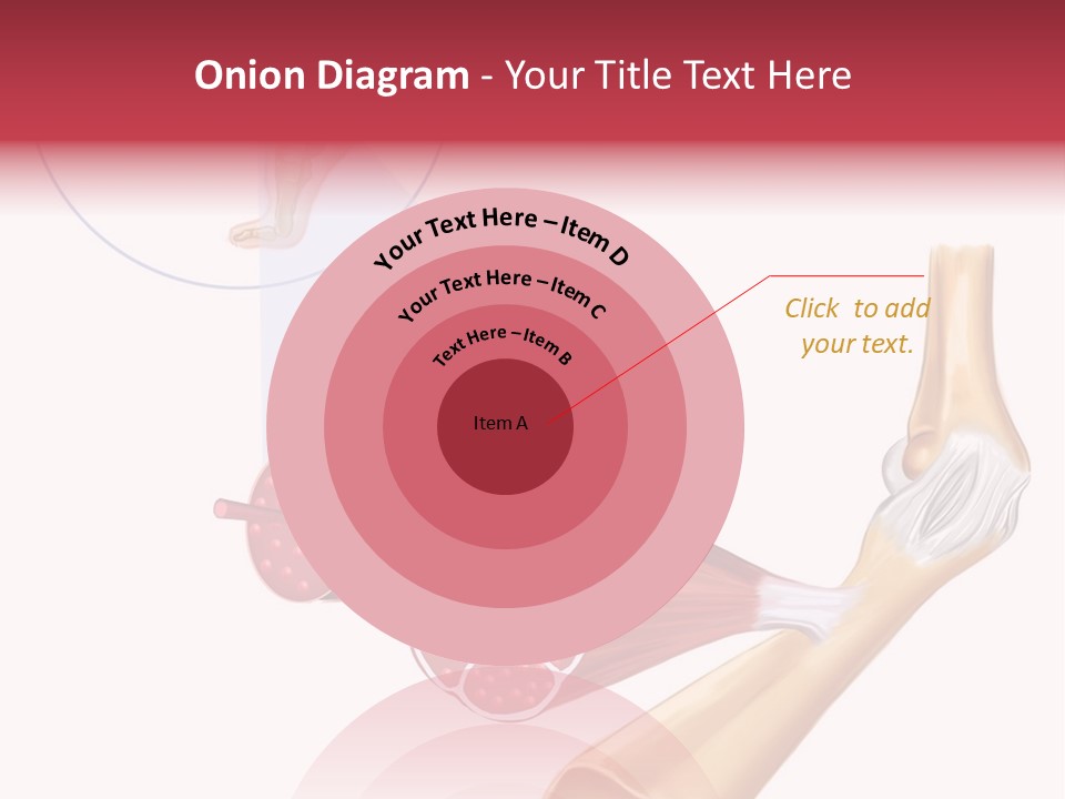 A Picture Of A Human Leg With Muscles Highlighted PowerPoint Template